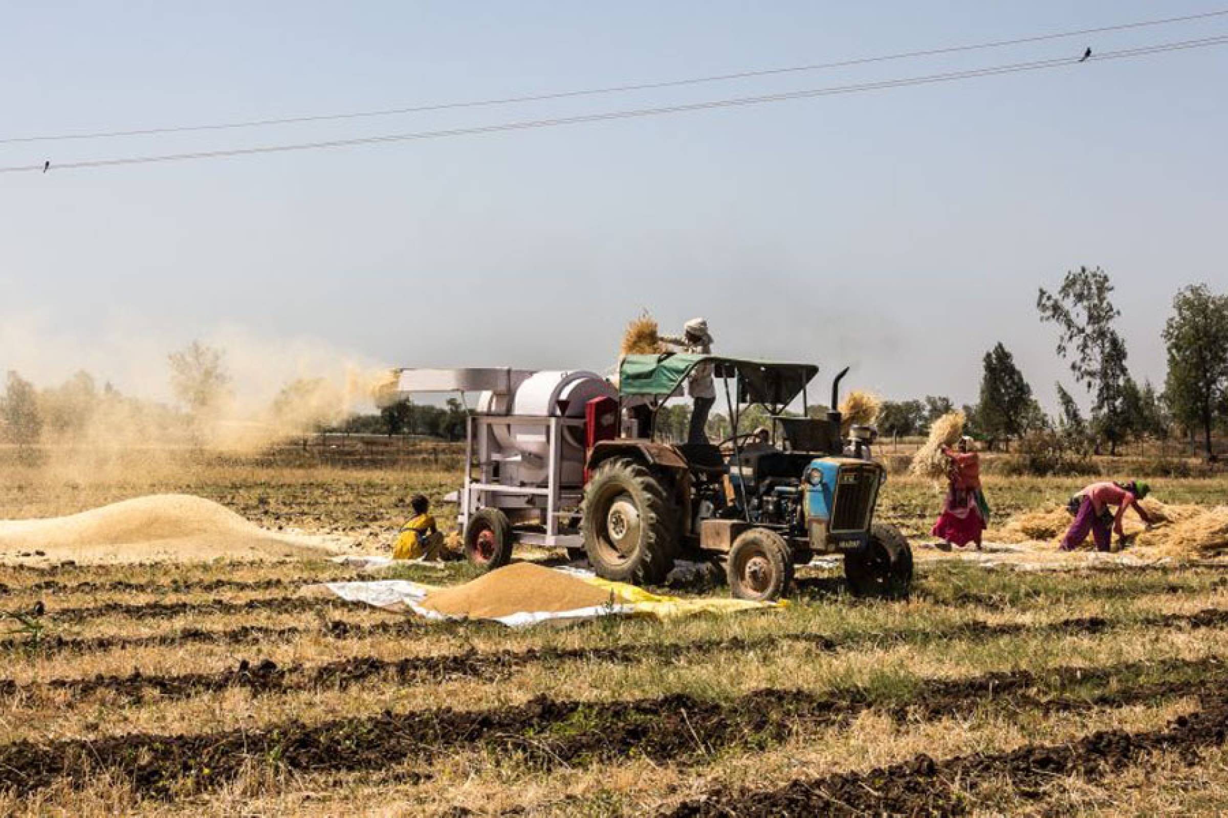 Navigating Agricultural Challenges in Zambia: A Path to Sustainable Solutions