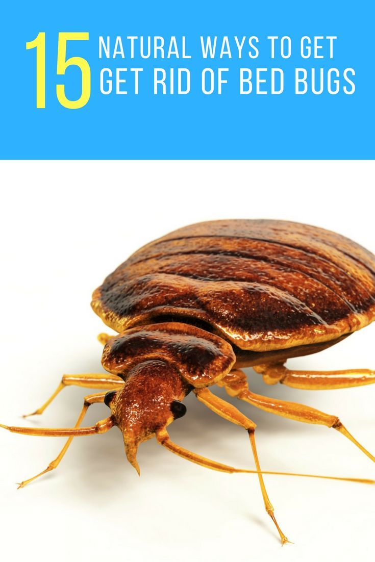 Bedbugs Fumigation Services