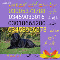Army Dog Center Faisalabad 03005373788