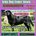 Army Dog Center Attock 03009195279